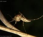 Télé-épidémiologie : prévoir l'apparition des moustiques par satellite