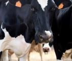 Terrible fléau pendant des siècles, la peste bovine est vaincue