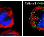 Thérapie génique : vers des traitements Car-T plus efficaces et mieux tolérés