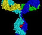 Un anticorps neutralisant à large spectre parvient à contenir le VIH-1 sans antirétroviraux