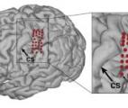 Un bras robotisé entièrement commandé par la pensée !