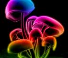 Un champignon hallucinogène contre la dépression
