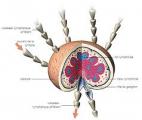 Un essai sur l'homme pour transformer les ganglions lymphatiques en foie...