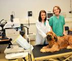 Un gène-médicament qui peut rendre la vue à certains chiens aveugles
