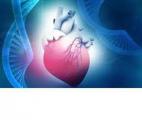 Un gène clé qui permet au cœur de se régénérer après une crise cardiaque !