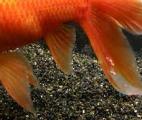 Un gène commun contrôle le développement des nageoires chez les poissons et des membres chez les vertébrés