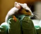 Un gène commun du diabète chez la souris et l'homme