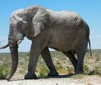 Un gène des éléphants leur permet d’être immunisés contre le cancer