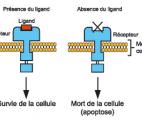 Un gène protecteur des cancers colorectaux