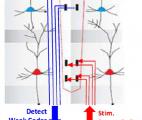 Un implant neuronal pour restaurer certaines fonctions cérébrales