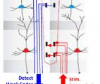 Un implant neuronal pour restaurer certaines fonctions cérébrales