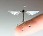 Un micro-robot volant et aquatique…
