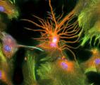 Un neurone géant inconnu est-il à l'origine de la conscience ?