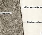 Un nouveau capteur imite les fonctions de la membrane cellulaire