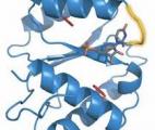 Un nouveau traitement à base d'ARN contre le cancer de la prostate