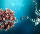 Un nouveau type de vaccin thérapeutique bloque le développement de certains cancers à un stade précoce
