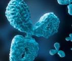Un nouvel anticorps monoclonal contre le sepsis Un nouvel anticorps monoclonal contre le sepsis