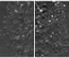 Un nouvel outil d'évaluation de l'efficacité des molécules anticancéreuses