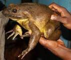 Un pas de géant en médecine régénérative : des chercheurs américains provoquent la repousse complète d’une patte de grenouille…
