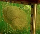 Un prototype d'ordinateur biologique à base de neurones humains...