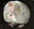 Un rat-taupe doté d’une denture singulière : elle se renouvelle continuellement !