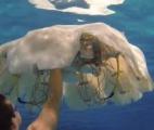 Un robot-méduse pour explorer les océans