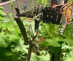 Un robot qui cultive aussi bien qu’un jardinier...avec beaucoup moins d’eau