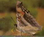 Un "supergène" permet à un papillon d'Amazonie de se protéger des oiseaux 