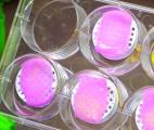 Un tissu de foie artificiel bio-imprimé en 3D