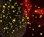 Un traitement combinant RNA et nanoparticules contre le cancer des ovaires