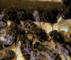 Un virus transmis par un acarien décimerait les abeilles 