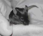 Une -super-souris- humanisée pour mieux comprendre les maladies du cerveau