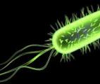Une bactérie probiotique produit un puissant antidouleur