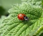 Une baisse inquiétante de la population d'insectes en Allemagne