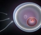 Une cellule de peau transformée en ovule fonctionnel par des chercheurs