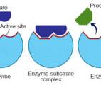 Une enzyme capable de transformer l’air en électricité