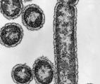 Une enzyme pour décarboner les rejets industriels