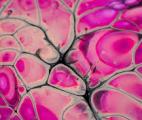 Une enzyme pour transformer le sang de tous les groupes sanguins en sang de donneur universel
