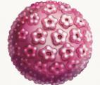 Une étude britannique confirme l'efficacité de la vaccination contre le papillomavirus