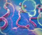 Une molécule géante contre le virus Ebola ?