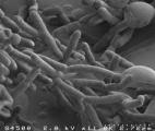 Une molécule intestinale naturelle qui peut prévenir et traiter la grippe