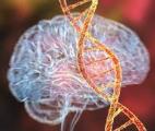 Une mutation génétique rare protègerait contre la maladie d'Alzheimer