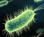 Une nouvelle arme contre les bactéries antibiorésistantes