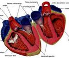 Une nouvelle classe pharmacologique pour l’insuffisance cardiaque chronique 