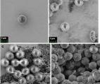 Une nouvelle signature optique dans les billes magnétiques pour détecter rapidement les contaminants lors des tests de ...