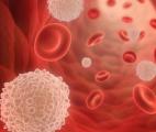 Une nouvelle source de cellules sanguines identifiée 