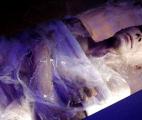 Une nouvelle technique pour réchauffer des tissus cryogénisés sans les altérer 