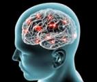 Une nouvelle voie thérapeutique contre les maladies neurodégénératives