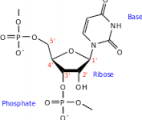 Une simulation révèle l’origine des premières molécules biologiques