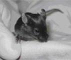 Une souris clonée 26 fois de suite par des scientifiques japonais 